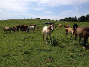 Pictured: Miles with the rest of his herd in North Carolina.