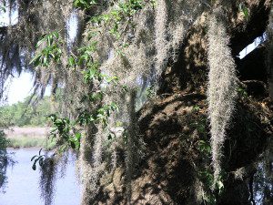 Pictured: Spanish moss at Magnolia Plantation (Courtesy: Wikimedia Commons)