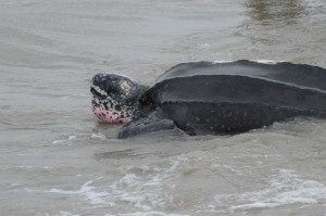 ©South Carolina Aquarium Sea Turtle Rescue Program Leatherback Release March 2015 (110)