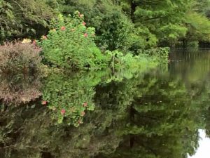 cypress gardens flooding