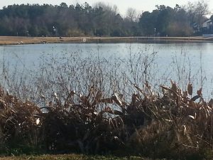 Pictured: Pond located behind Goose Creek City Hall.