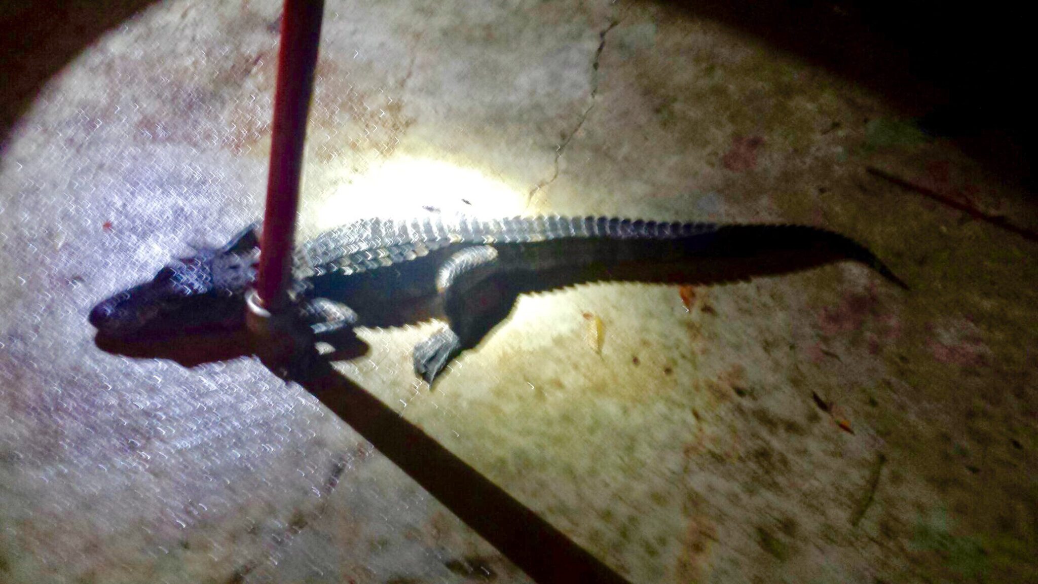 Pictured: The actual alligator deputies say they encountered inside the house.