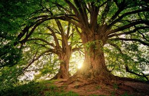 Berkeley County Council Approves Greenbelt Preservation Plan