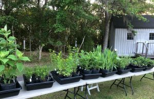 Native Plant Festival Springs to Life This Saturday at Old Santee Canal Park native-plan-festival
