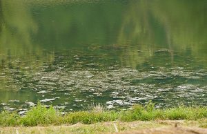Goose Creek Reservoir in Hanahan Faces Algal Bloom Threat
