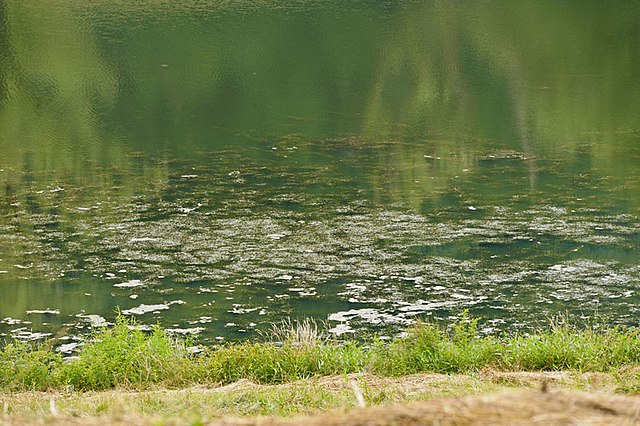 Algae_bloom_on_farm_pond._North_western_West_Virginia._2012_USEPA_photo_by_Eric_Vance_(13765604433)