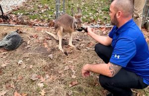 Kangaroo on the Loose Surprises Summerville Neighborhood