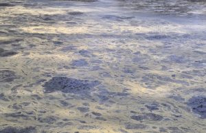 Berkeley County Turns Yellow as Tree Pollen Levels Soar