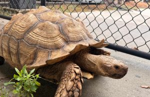 Hanahan Police Return Missing Tortoise After ‘Slow‑Speed Pursuit’