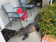 Not Exactly Amazon Delivery: Alligator Shows Up on Moncks Corner Front Porch