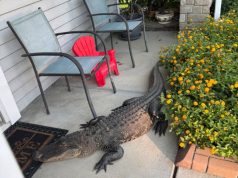 Not Exactly Amazon Delivery: Alligator Shows Up on Moncks Corner Front Porch