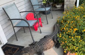Not Exactly Amazon Delivery: Alligator Shows Up on Moncks Corner Front Porch