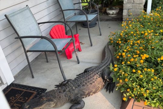 Not Exactly Amazon Delivery: Alligator Shows Up on Moncks Corner Front Porch