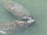 Berkeley County Boaters Asked to Watch for Manatees as Gentle Giants Return to Local Waterways