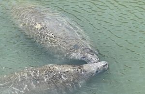 Berkeley County Boaters Asked to Watch for Manatees as Gentle Giants Return to Local Waterways